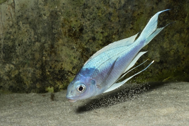 Ophthalmotilapia ventralis 'Kafyoko Point'
